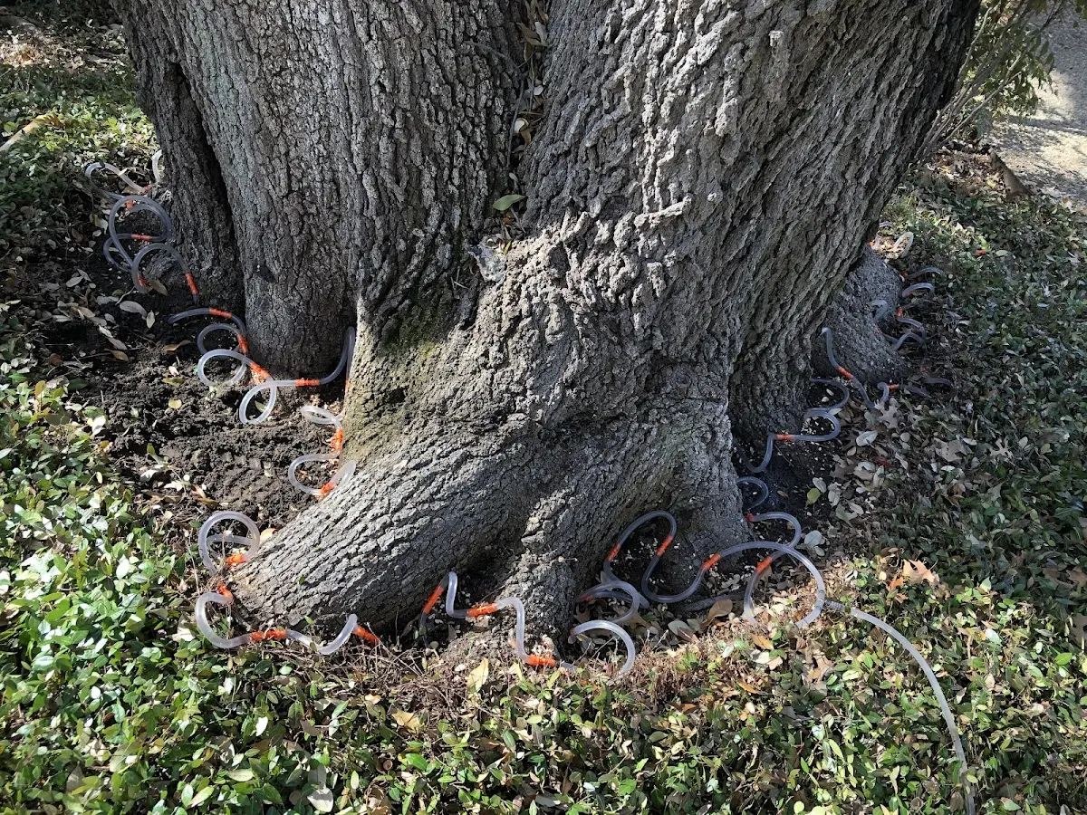 Detailed Tree Cabling and Bracing job site in Talladega