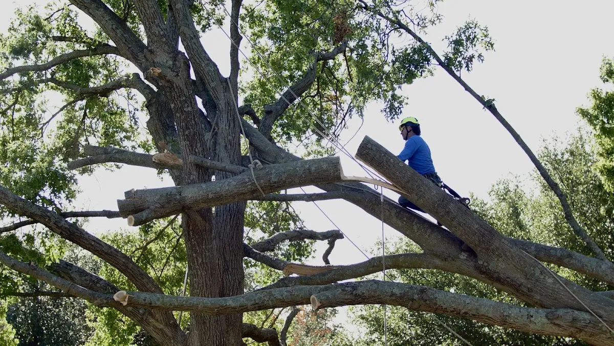 Professional Hazardous Tree Removal performed by certified arborists in Talladega