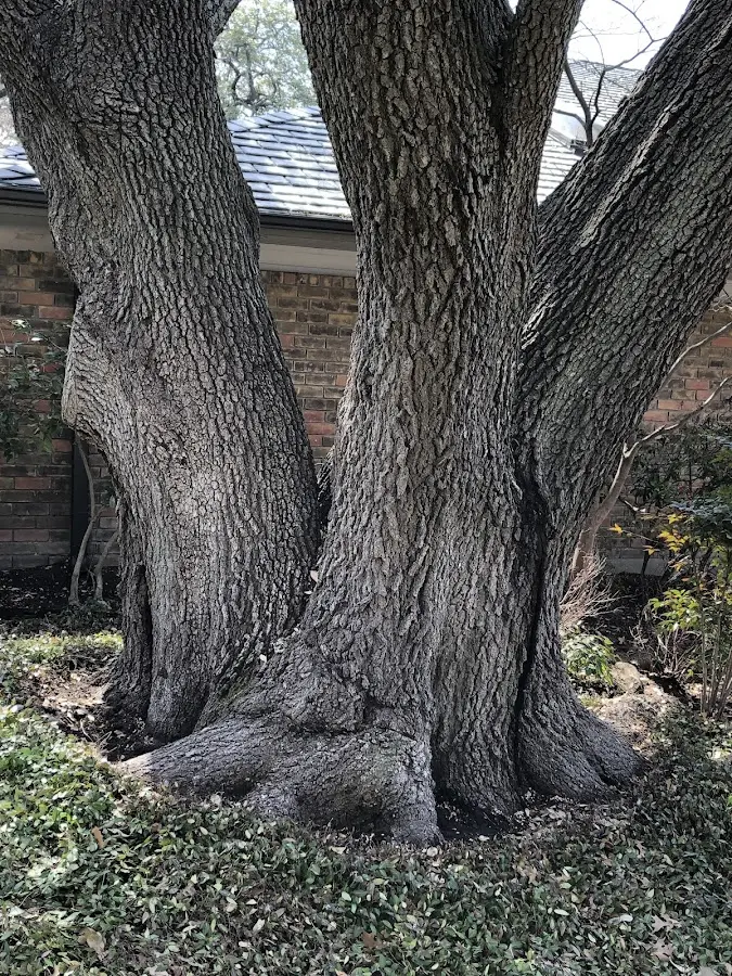 Mature heritage tree close to a Talladega property cared for by certified arborists
